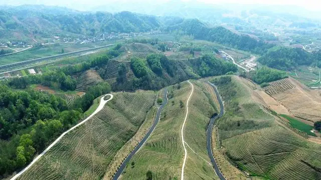 西黄山富硒茶基地