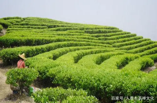 湖北富硒贡茶茗茶