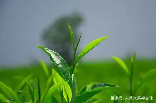 湖北富硒贡茶茗茶