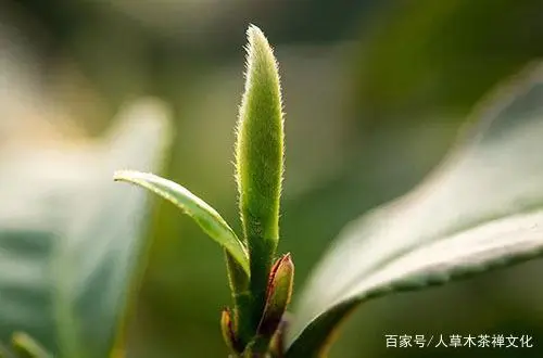 湖北富硒贡茶茗茶