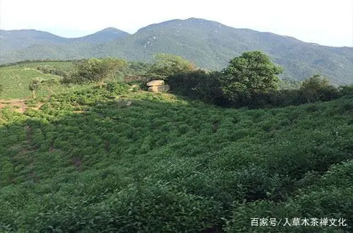 湖北富硒贡茶茗茶