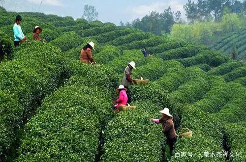 湖北富硒贡茶茗茶