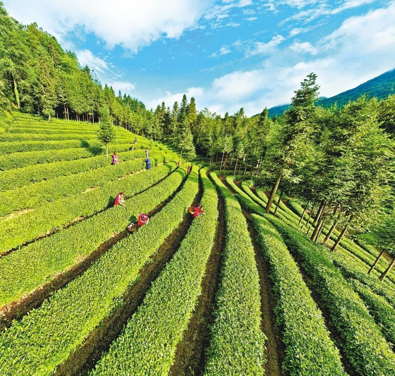 恩施与贵州富硒茶