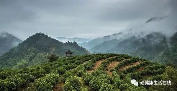 什么茶含富硒多糖