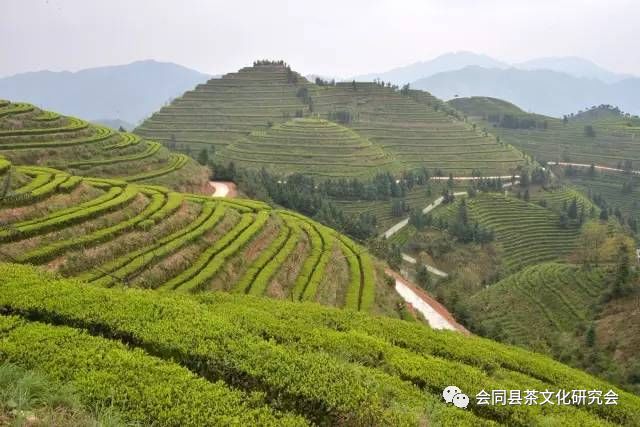 福建富硒茶哪里买