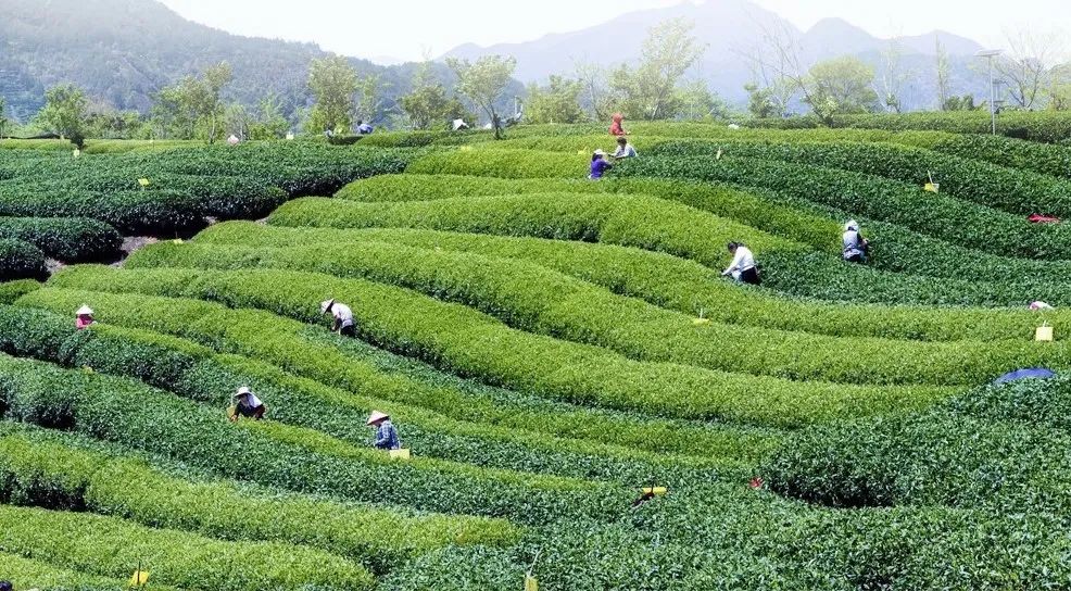 天然富硒茶的作用