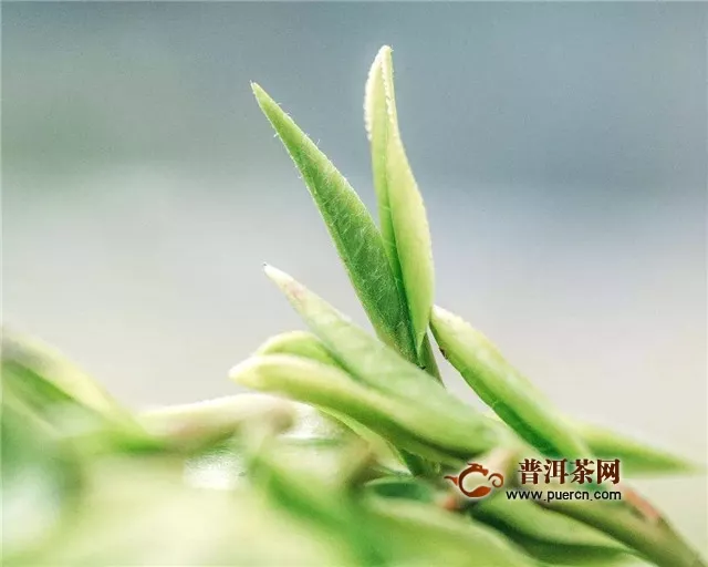 明前龙井茶怎么泡？用这个方法最鲜爽！