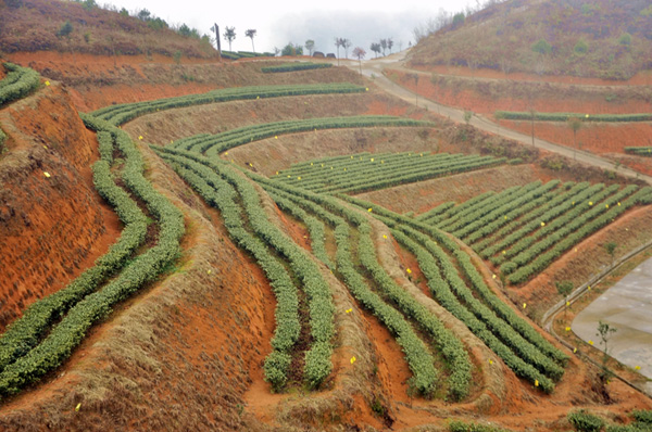 紫阳富硒茶主产地