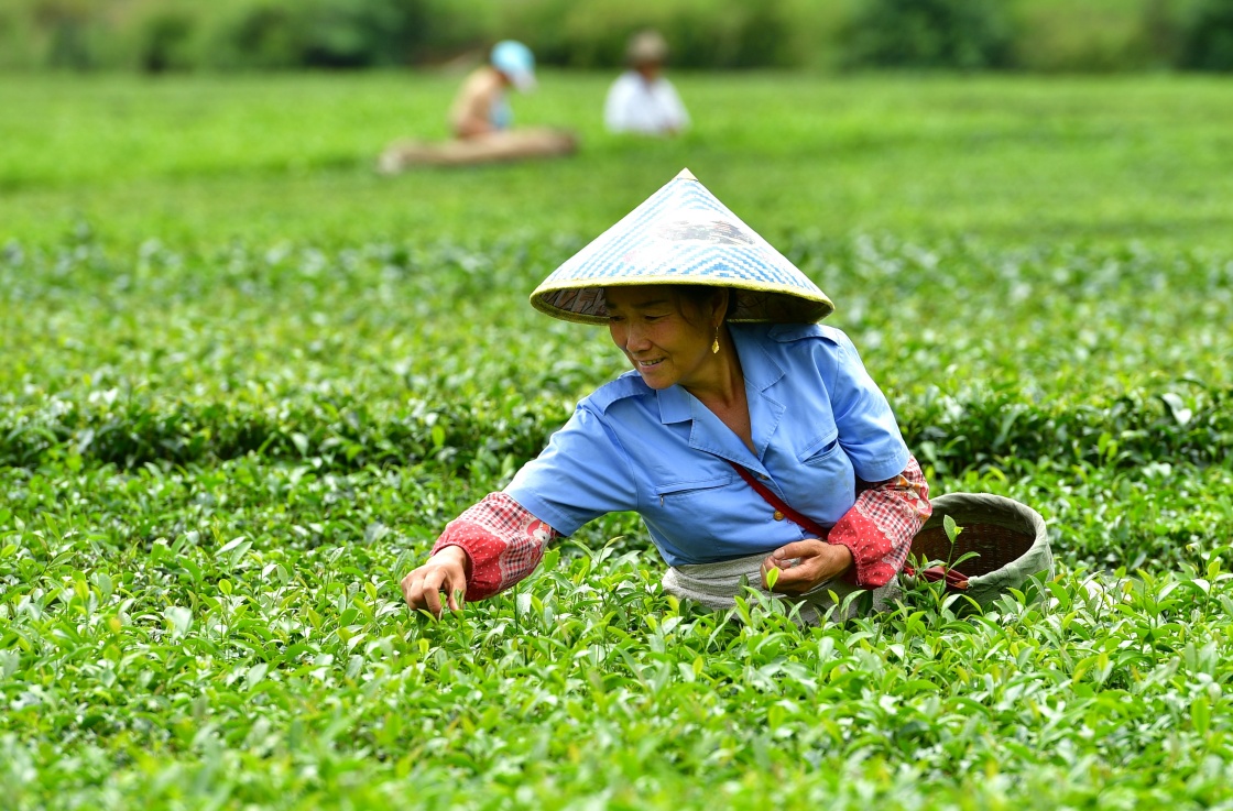 富硒茶的收入来源
