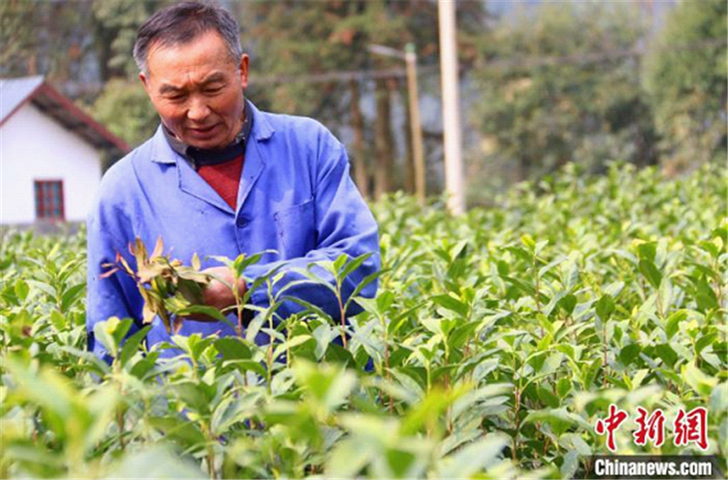 富硒茶的收入来源