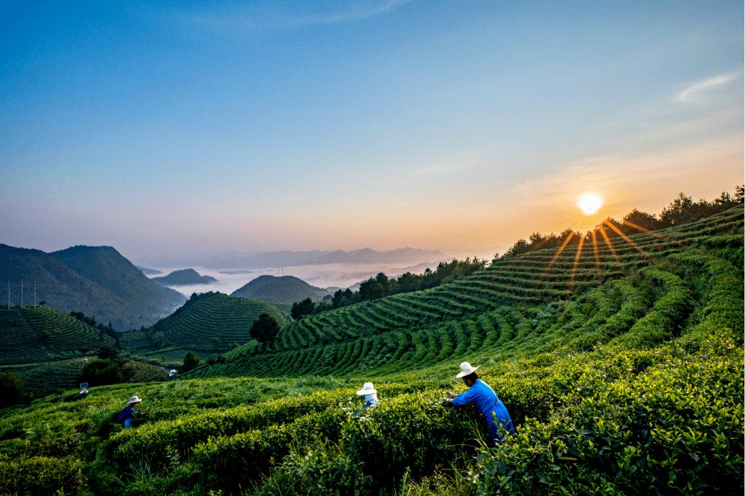 彭州凤阳富锌硒茶