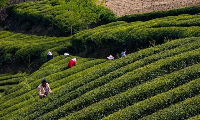 『旅游』首届陕西网上茶博会走进安康 “直播+代言”让更多人了解富硒茶