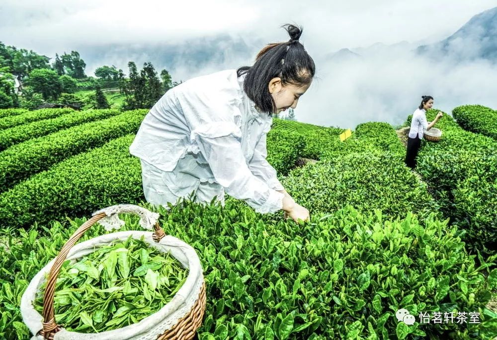 恩施富硒茶有点苦