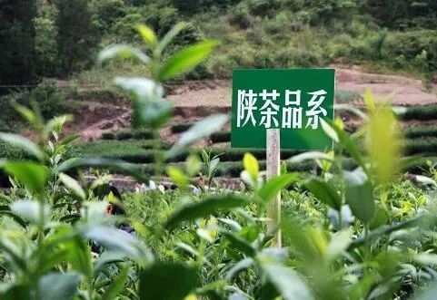 富硒茶推介词范文