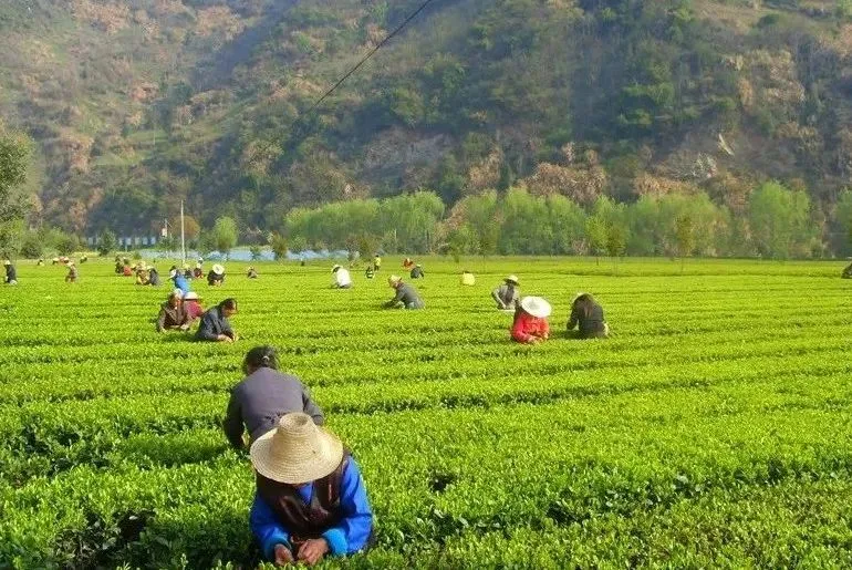 最好的安康富硒茶