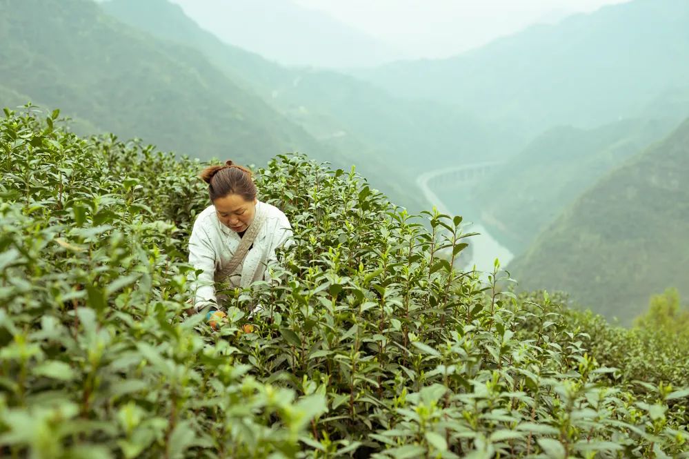 紫阳富硒茶的外形