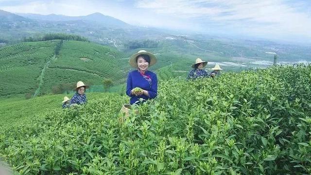 富硒清明茶微信号