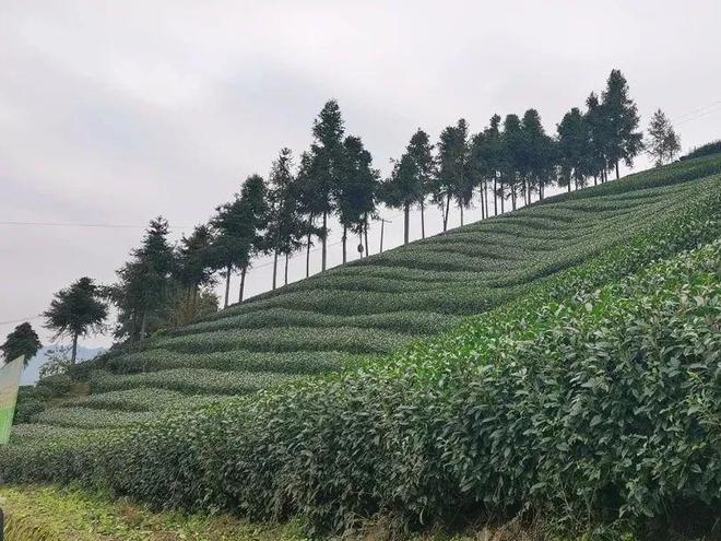 富硒茶有什么标志