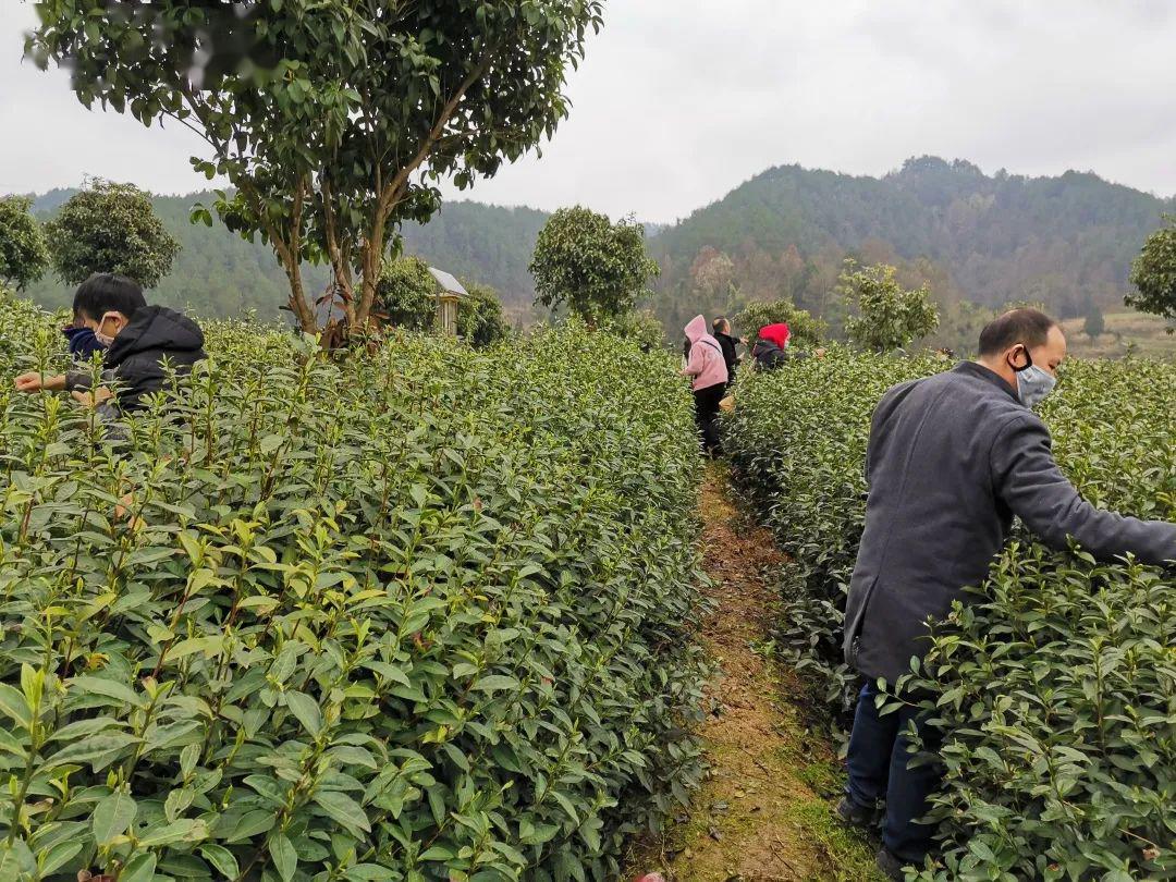 彭州凤阳富锌硒茶