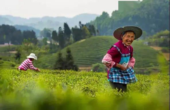 彭州凤阳富锌硒茶