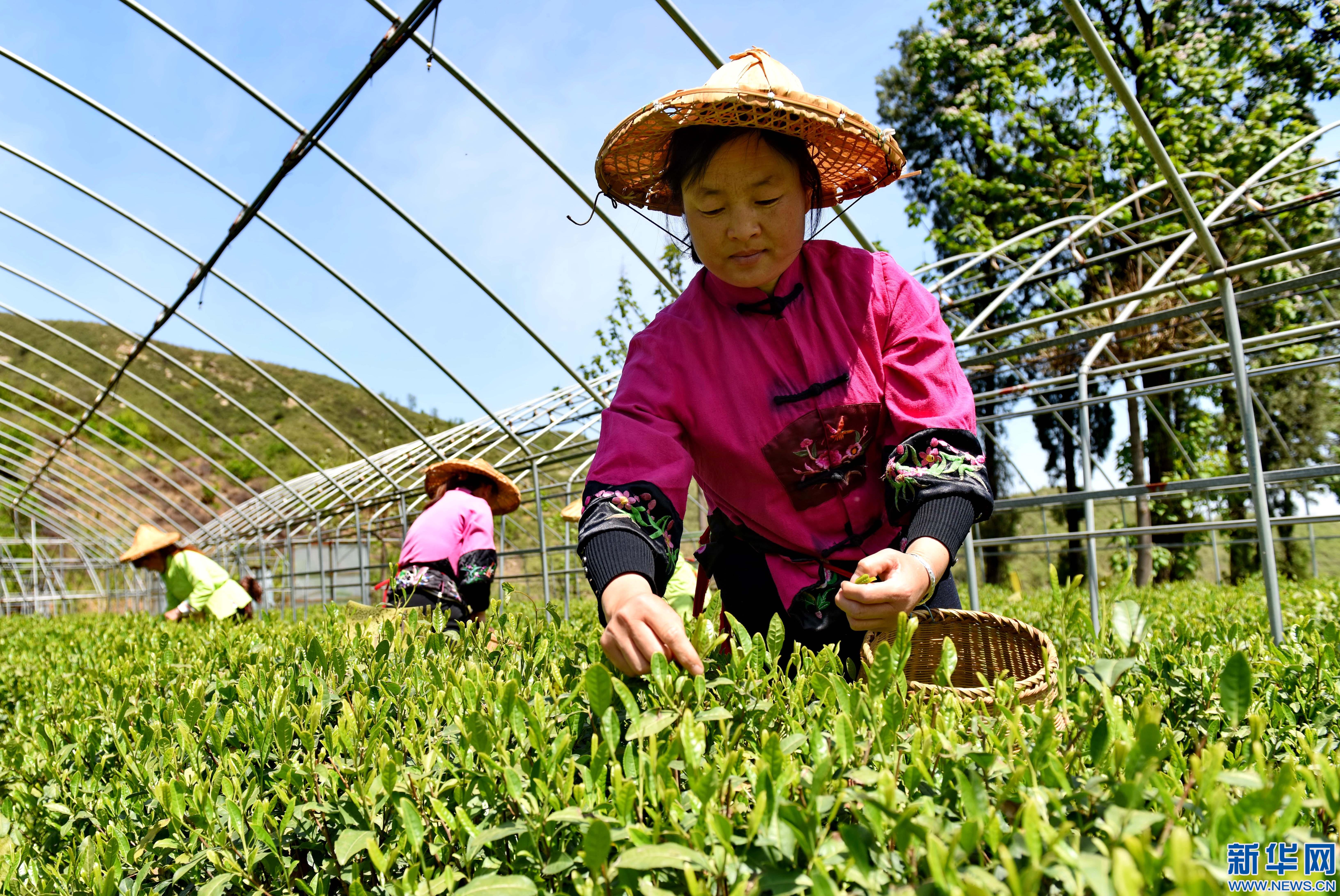 天方富硒茶哪个好