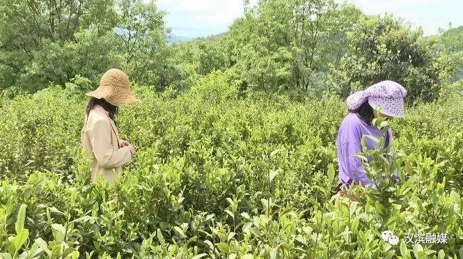 普洱富硒茶体验馆