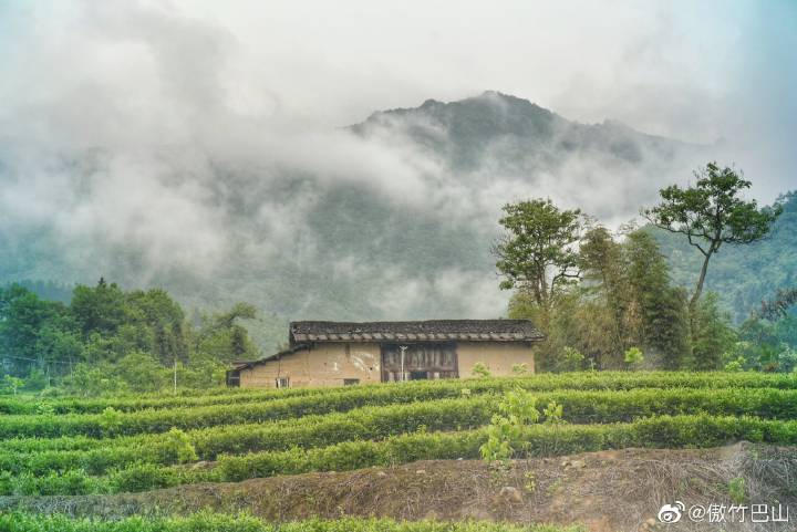 南宫山富硒茶春晓