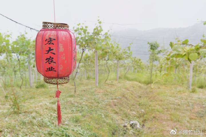 南宫山富硒茶春晓