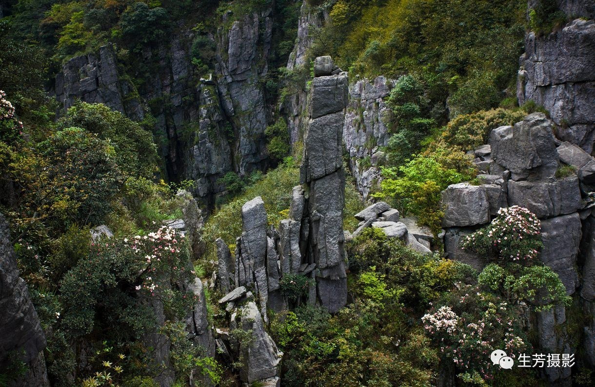 高山富硒茶的传说