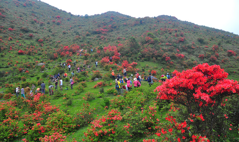 高山富硒茶的传说