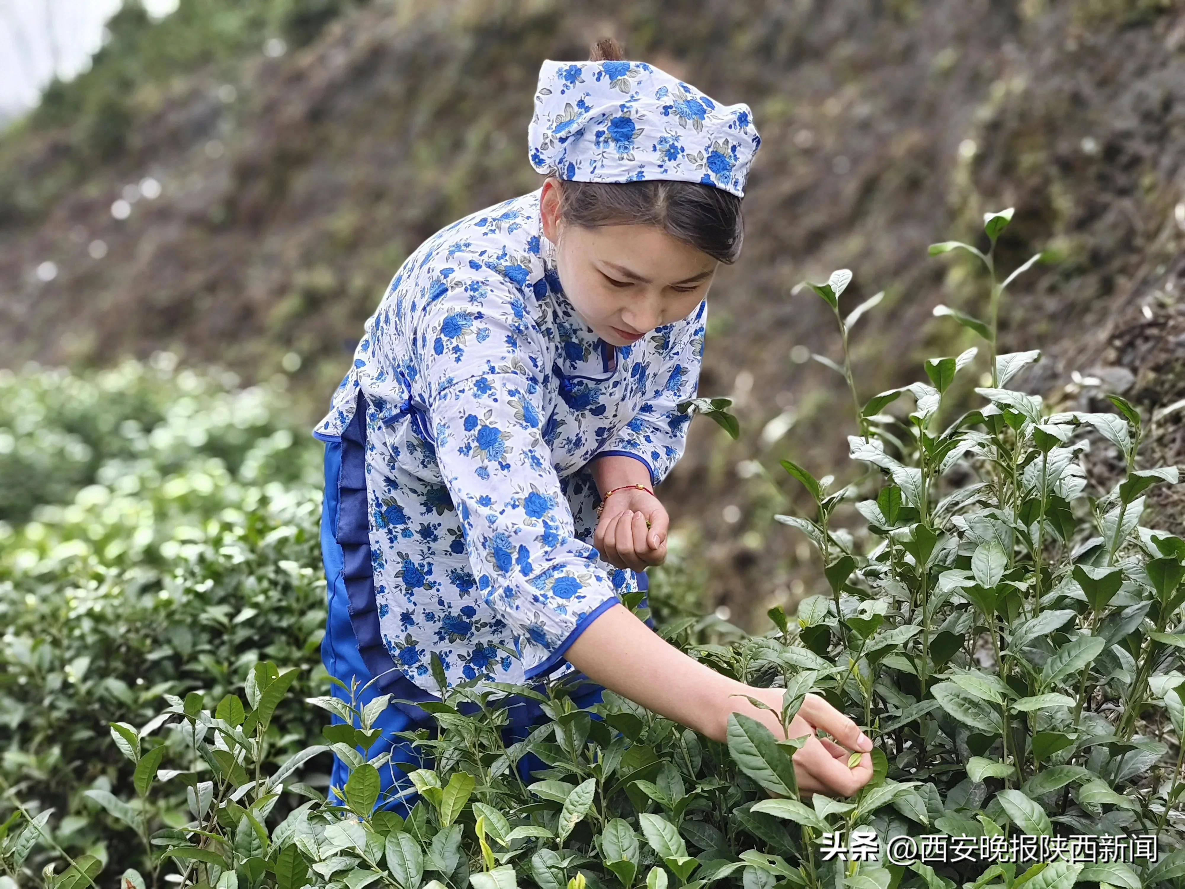 南宫山富硒茶春晓