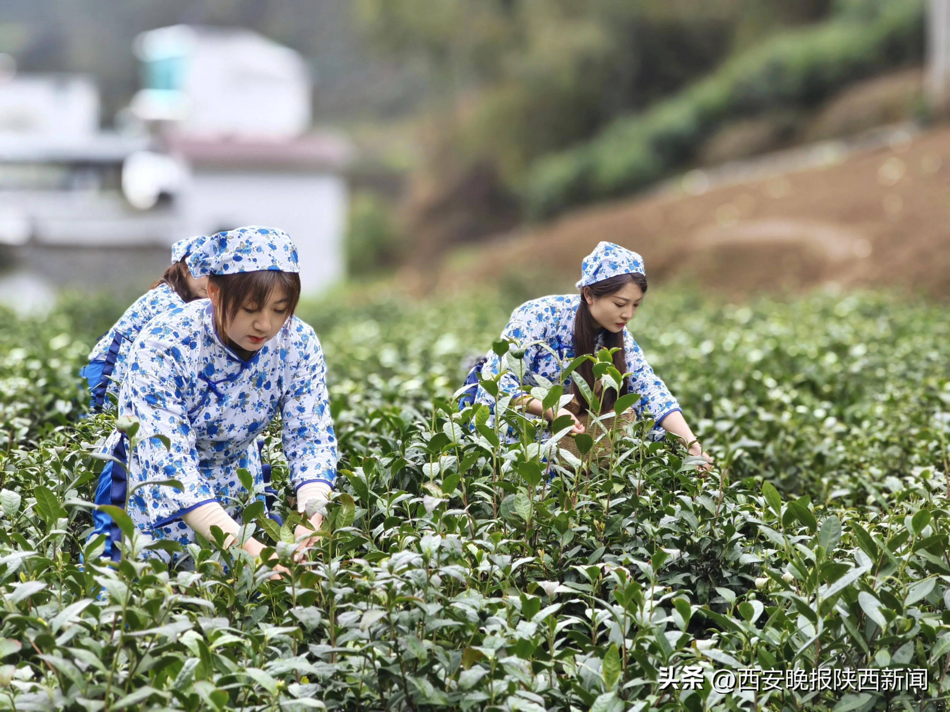 南宫山富硒茶春晓