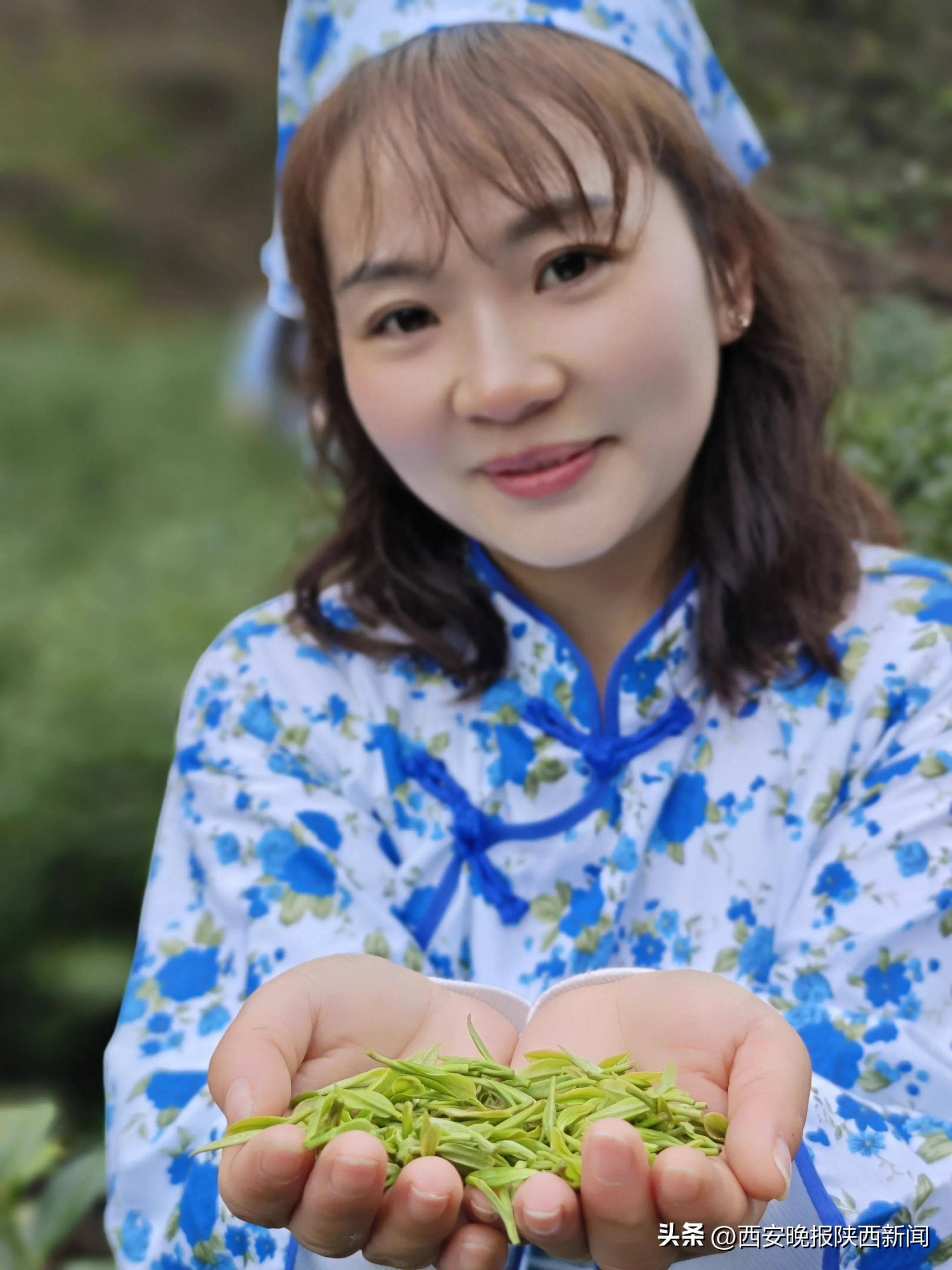 南宫山富硒茶春晓