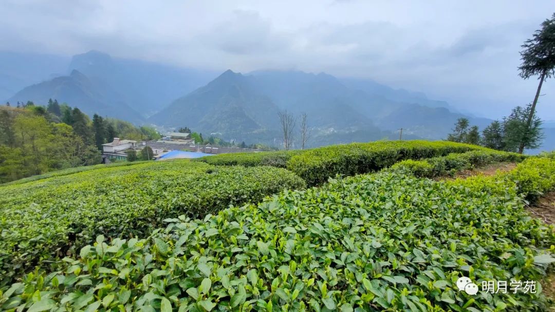 恩施富硒茶哪里卖