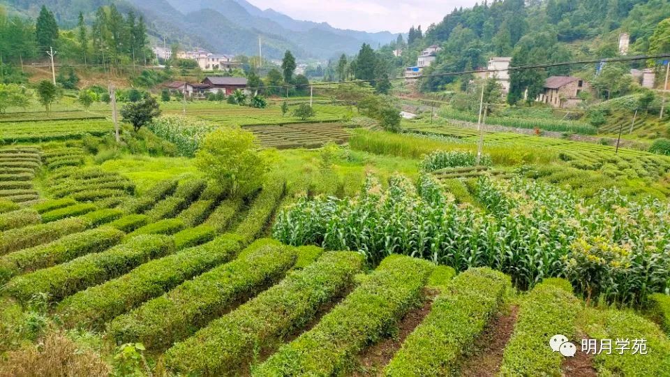 恩施富硒茶哪里卖