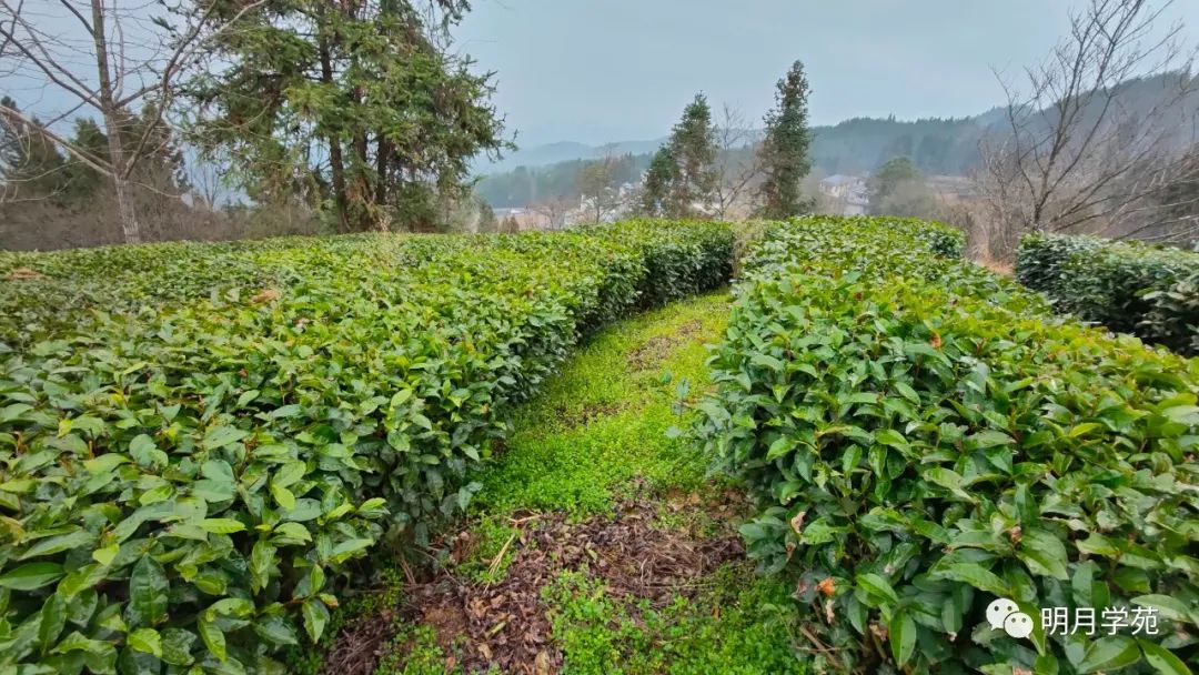 恩施富硒茶哪里卖