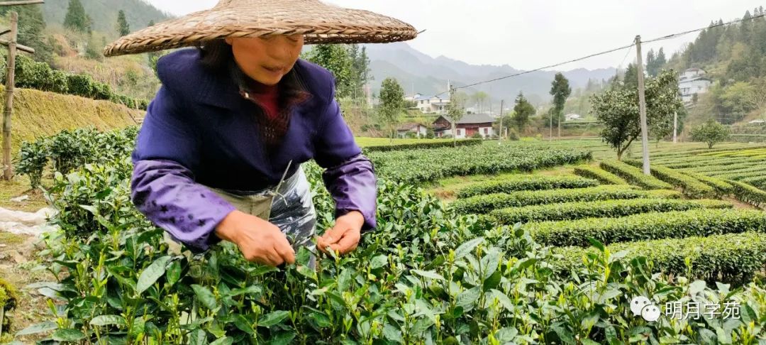 恩施富硒茶哪里卖