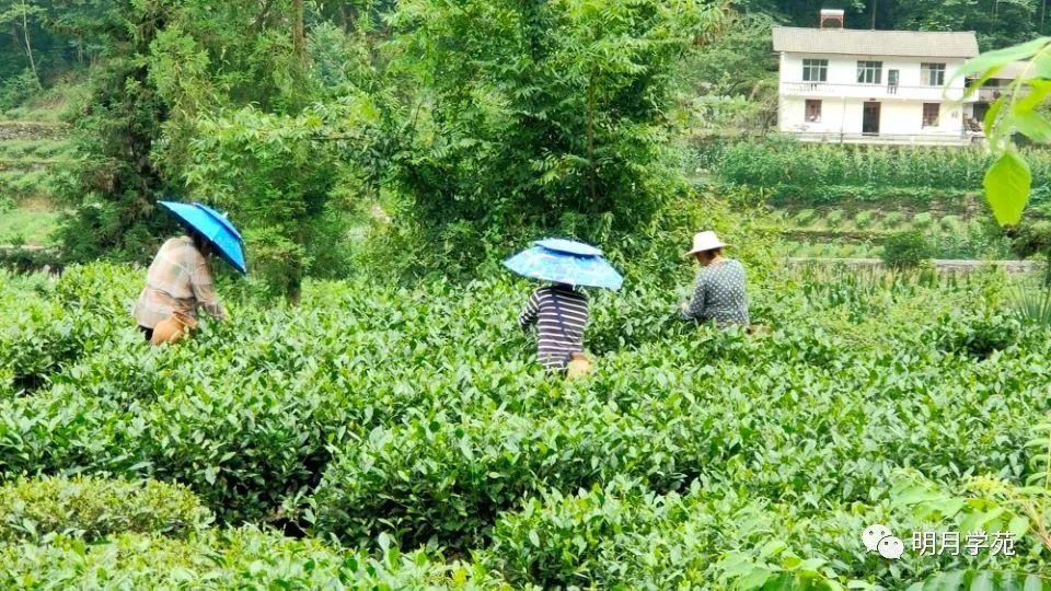 恩施富硒茶哪里卖