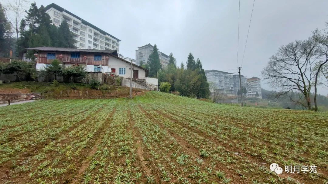 恩施富硒茶哪里卖