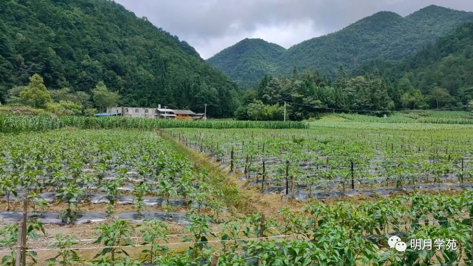 恩施富硒茶哪里卖