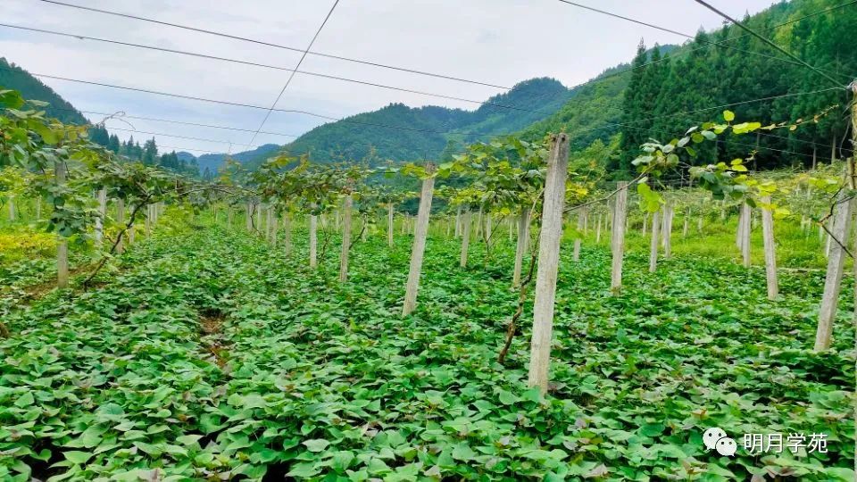 恩施富硒茶哪里卖