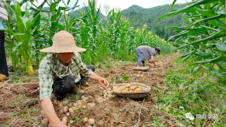 恩施富硒茶哪里卖