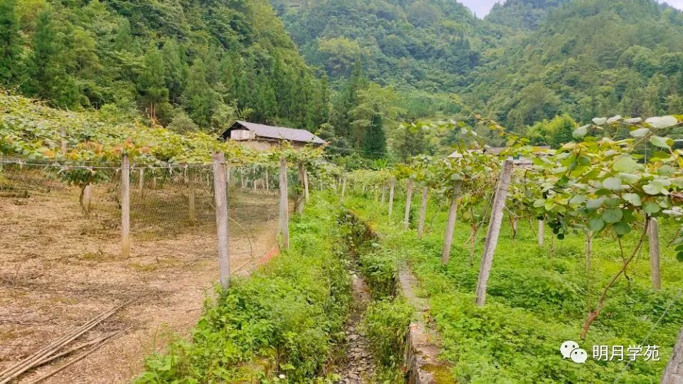 恩施富硒茶哪里卖