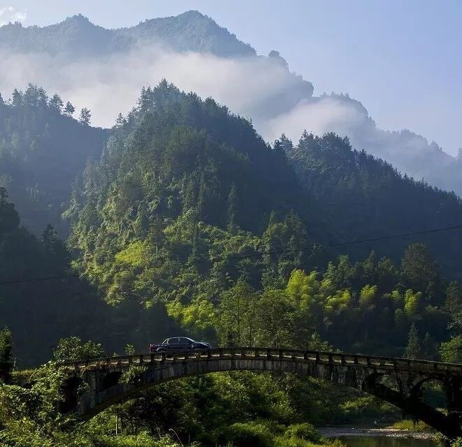 恩施龙马区富硒茶