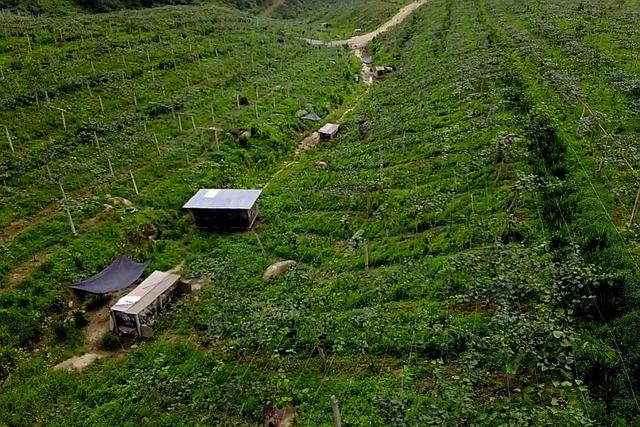 南宫山富硒茶介绍