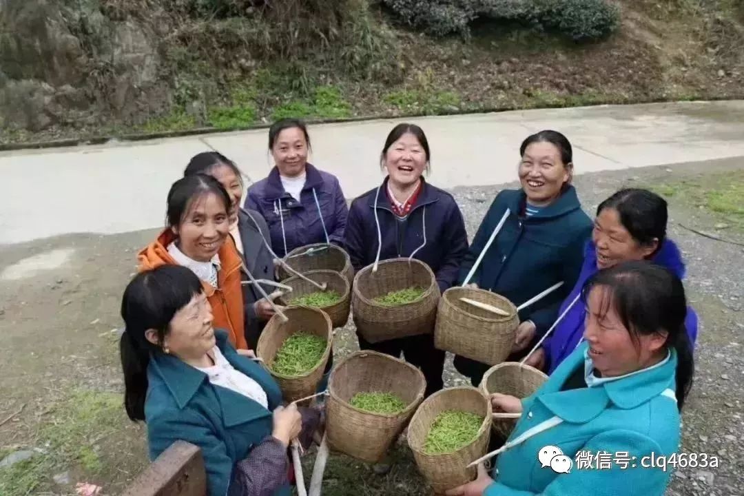 富硒茶的品质特点