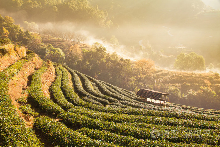 富硒茶的市场现状