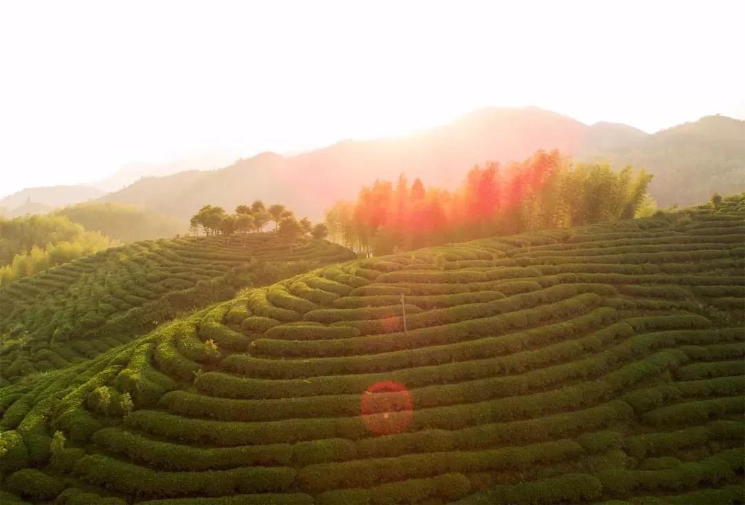 富硒茶的市场现状