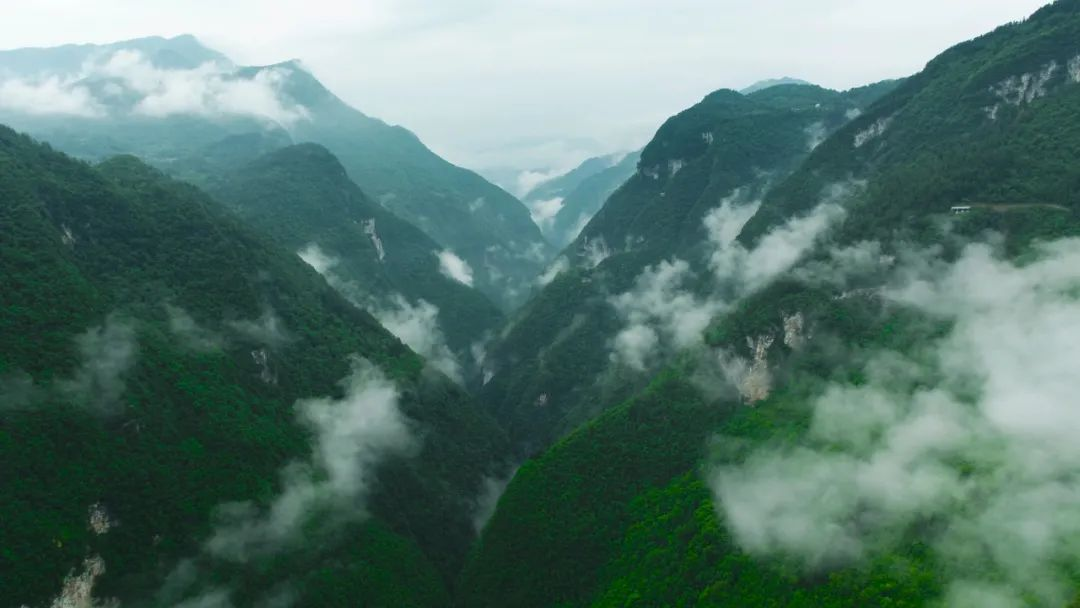 湖北富硒茶哪里买