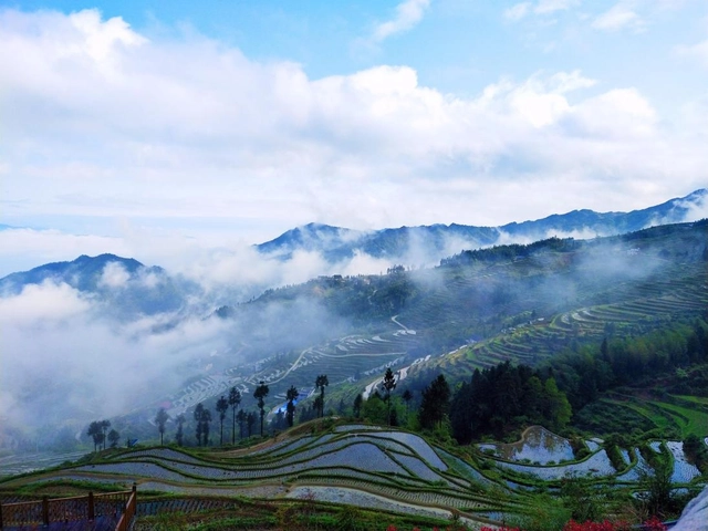 仙富山富硒野生茶